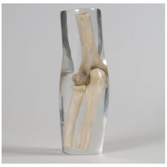 X-Ray Phantom Elbow, Transparent