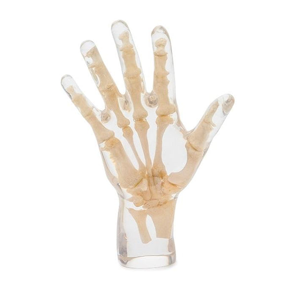 X-Ray Phantom Hand, transparent – GTSimulators.com